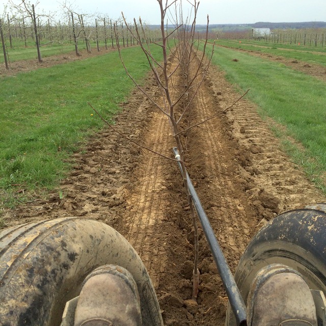 View of the row of trees that have just been planted