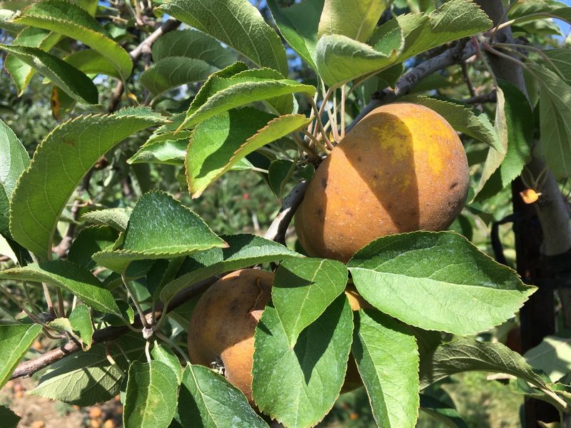 Ashmead's Kernel apples on the tree