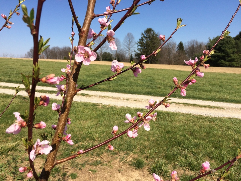 Pink peach blossoms in the orchard on April 17