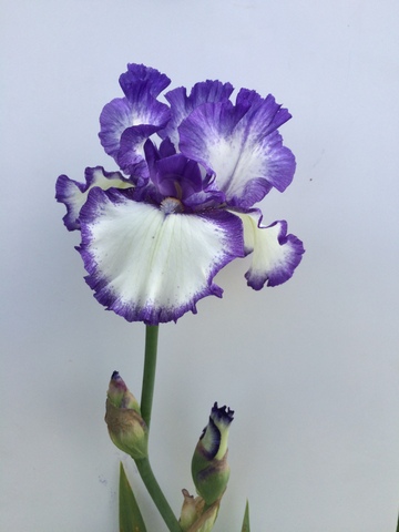 Blue Staccato iris
