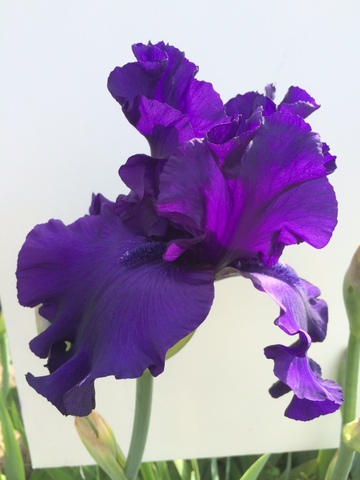 Dusky Challenger iris
