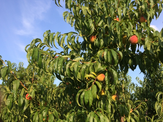 https://rittmanorchards.com/wp-content/uploads/2016/07/Redhaven-almost-ripe.jpg