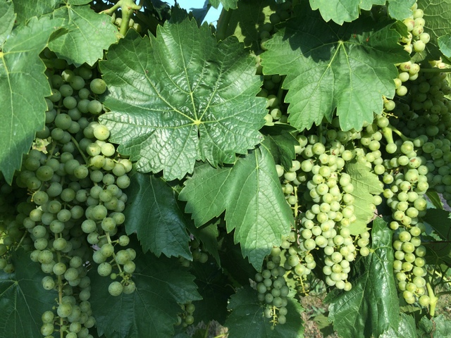 The Vidal are a lot later ripening, but the clusters are huge already!