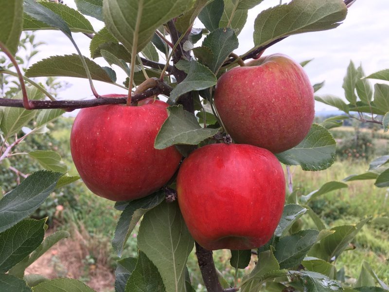 Rubens apples on the tree