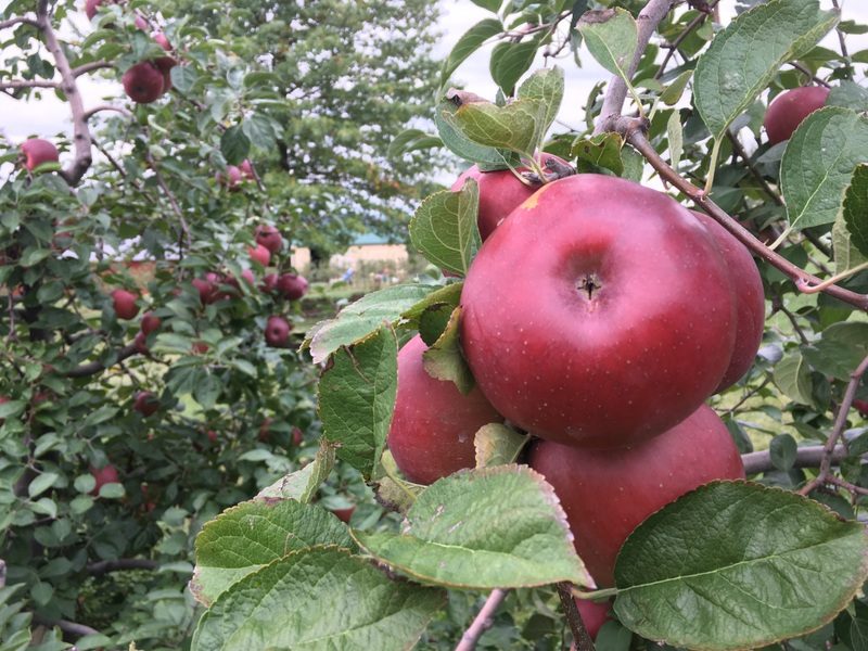 Enterprise apples on the tree