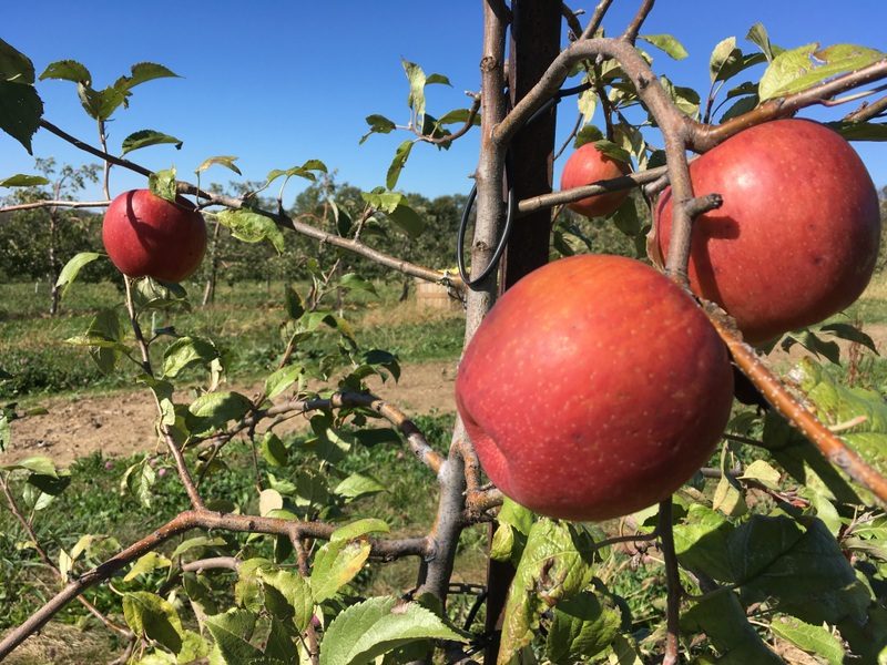 EverCrisp apples on the tree