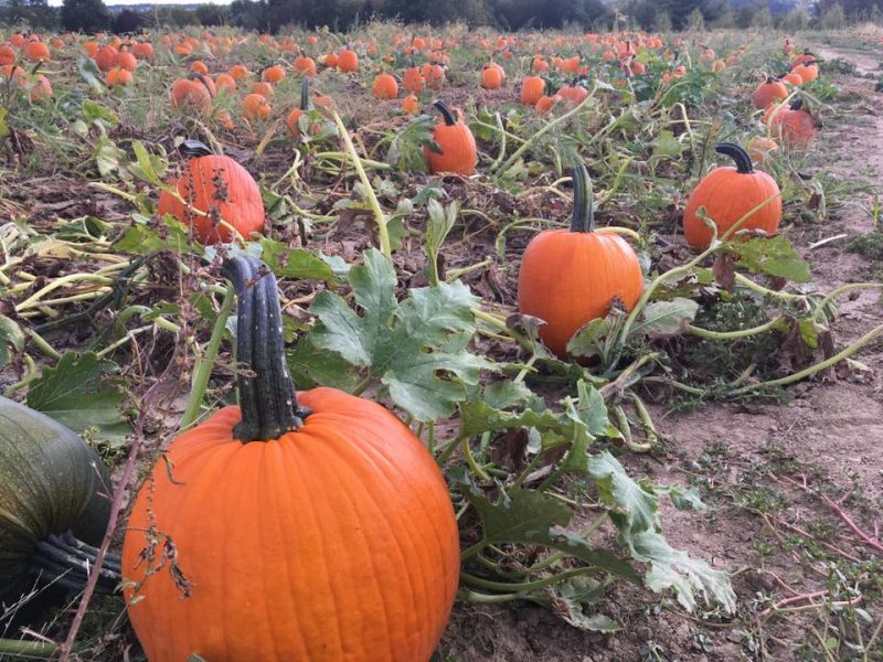 Pumpkin Patch