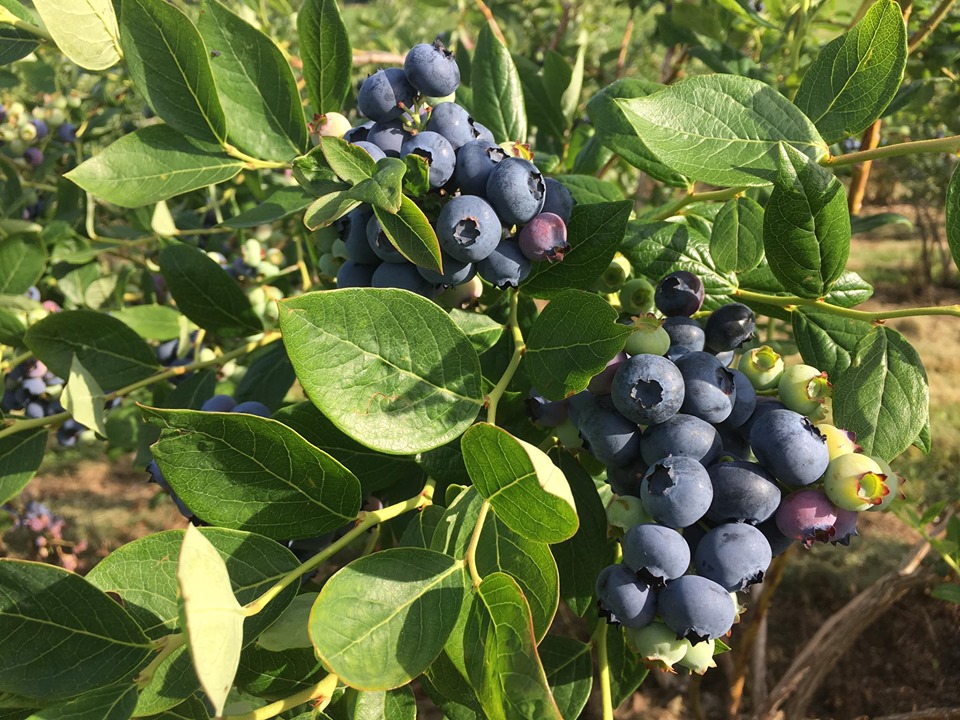 blueberries on the bush