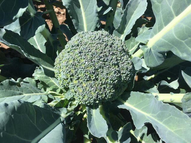 Broccoli out in the field