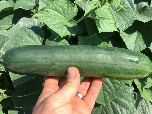 Cucumbers fresh from the field