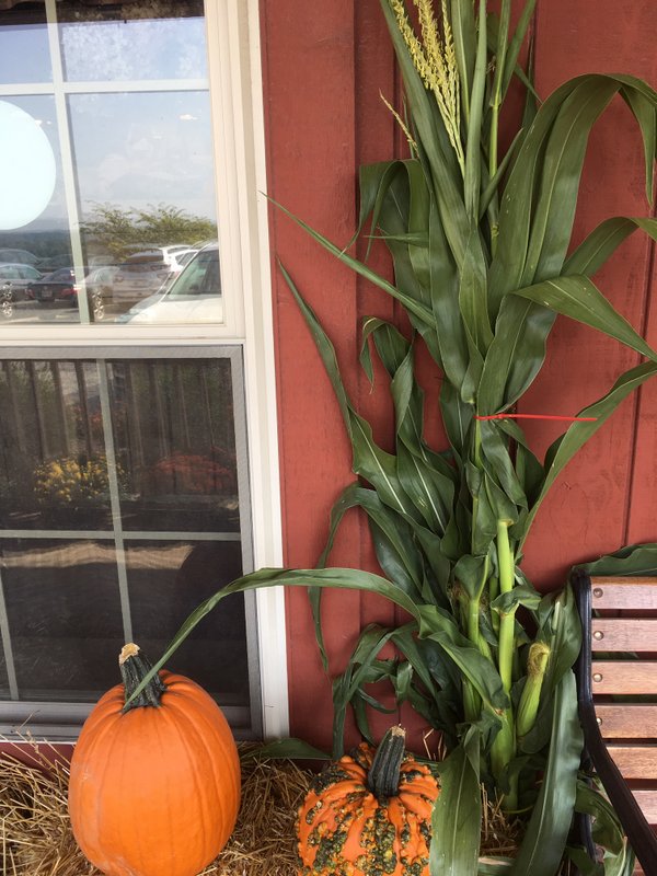 Cornstalks on the porch