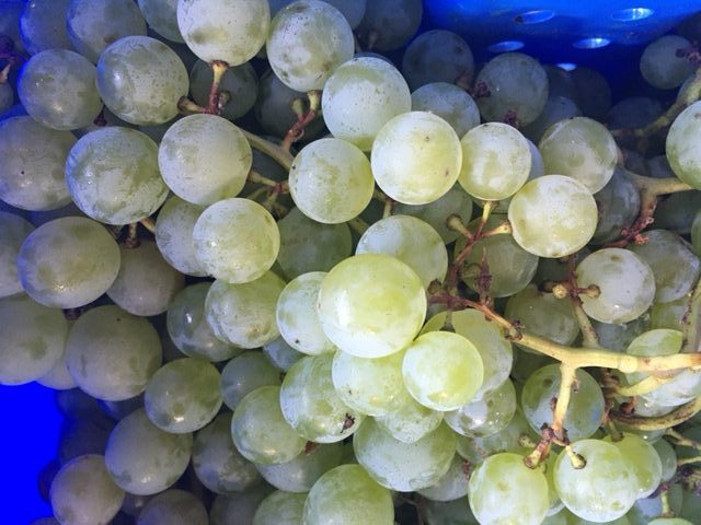 Green Seedless Grapes, by the pound - Rittman Orchards