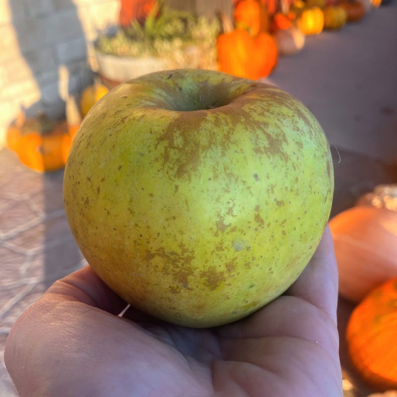 sweet zinger apple