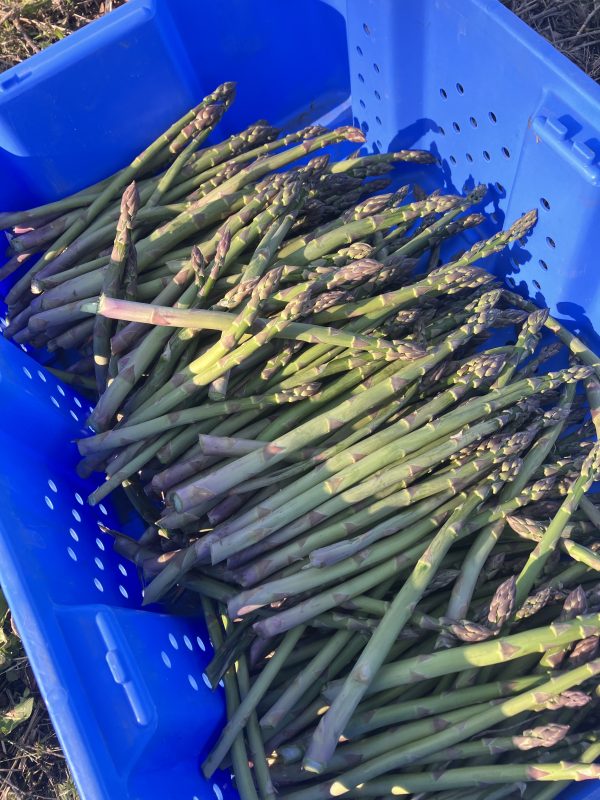 fresh cut asparagus in a blue bin