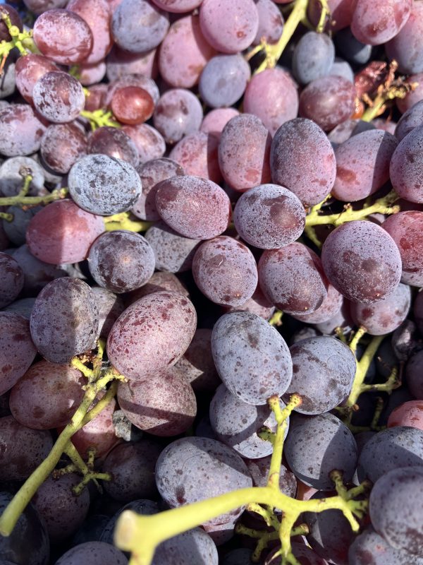 purple grapes